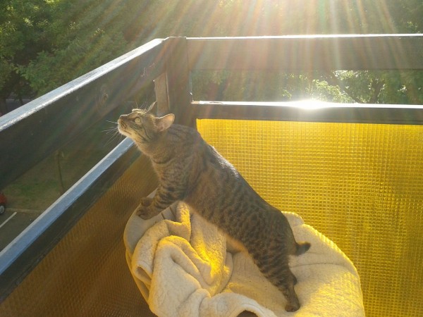 Galéria Samsung Galaxy Ace