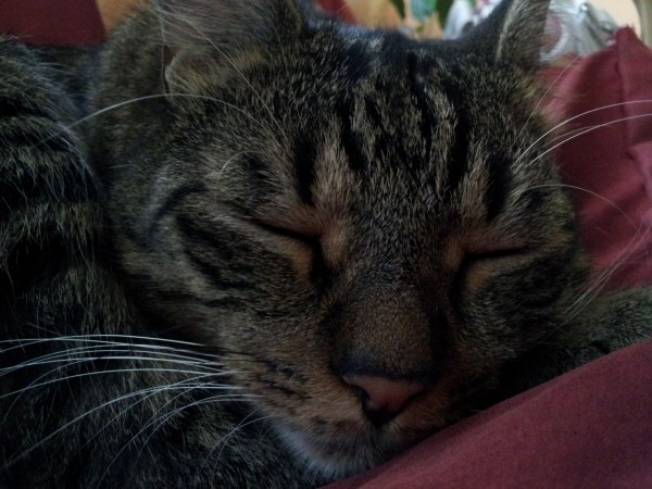 Kis barátunkat kevésbé nyűgözte le a telefon