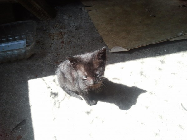 Kis barátaink örültek a figyelemnek